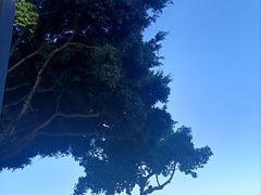 -野狸岛