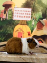 点击看大图 -神奇动物撸宠馆·羊驼·小浣熊·异宠(豫园店)
