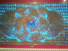 -上海昆虫博物馆