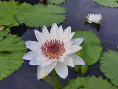 -中国科学院华南植物园