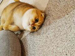 -东方名猫馆·英短金渐层布偶猫舍(环线广场1号楼店)