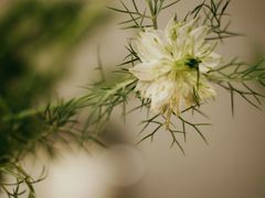 -双季花艺园艺市场(浦东店)