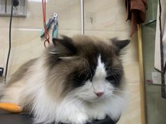 -安安宠医·安宠宠物医院