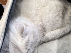 -纳吉亚猫专科动物医院博雅分院