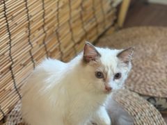 -楼上猫咖(罗湖店)