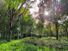 -徐家汇源景区-衡山公园