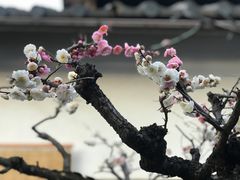 -中村藤吉(本店)