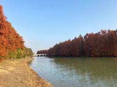 -上海海湾国家森林公园