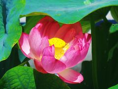 -莲花池公园