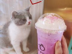 -飞行喵MR PILOT|猫舍·猫咖(静安大融城店)