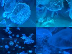 -上海海昌海洋公园
