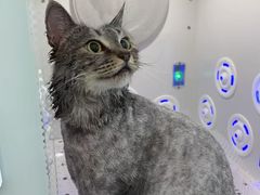 -爱洗澡的猫(望京店)