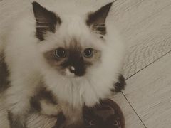 -Bastet sally猫舍购宠(静安店)