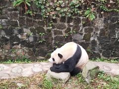 -都江堰中华大熊猫苑