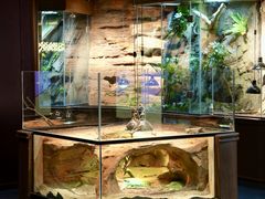 -帕帕拉兹宠物(亚洲旗舰店)