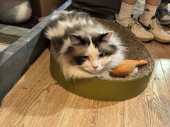 -白兔子密室(长寿路店)