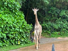 -广州长隆野生动物世界