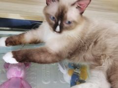 -平行世界·猫咖(首经贸店)