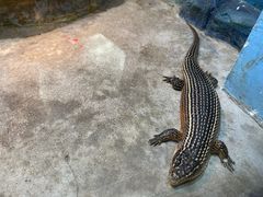 -石家庄市动物园