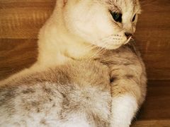 -藏猫猫咖啡主题馆(中央大道店)