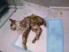 盛京一禾-盛京一禾