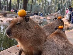 -北京野生动物园