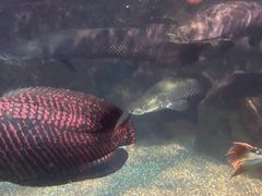 -太平洋海底世界