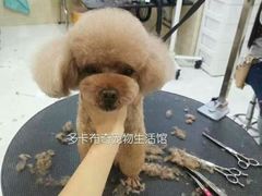 -多卡布奇宠物生活馆(上林世家店)