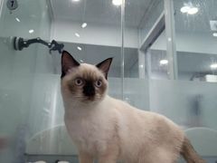 -爱洗澡的猫(望京店)