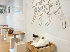 -有喵·猫咖·狗咖·30几只猫10只小狗(岗厦店)