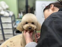 -鑫艺宠物美容培训学校