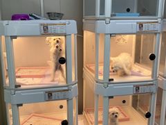 -翊宠yipet猫狗购宠庄园犬舍•猫舍