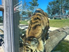 -西霞口神雕山野生动物世界
