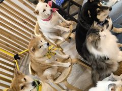 -柴迷FANS CLUB·柴犬狗咖·猫咖
