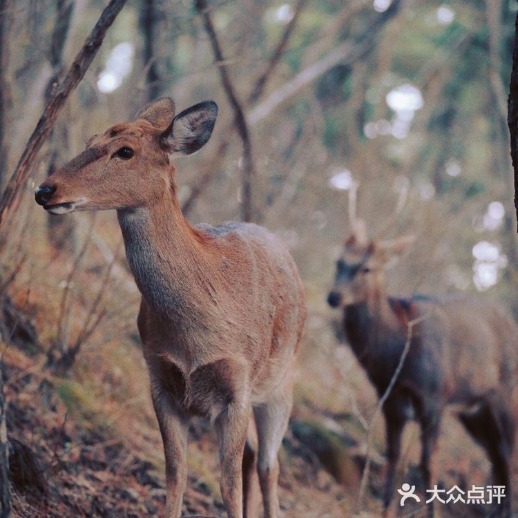  大连野生梅花鹿最多的地方，白云山看鹿攻略
