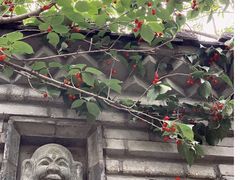 -老张烤羊(王哥庄店)