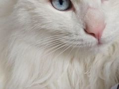 -pd派德宠物中心医院24H急重症·眼科中心·血液透析中心(嵩山北路店)