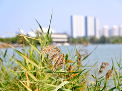 -五缘湾湿地公园