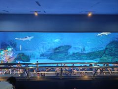 -汉堡王(海昌海洋公园店)