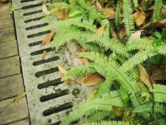 -广州市流溪河国家森林公园