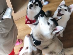 -Husky Go! 哈士奇体验馆·宠物咖啡厅狗咖