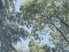 -上海滨江森林公园