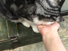 -猫咪博物馆(顶澳仔猫街店)