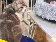 -平行世界·猫咖(首经贸店)