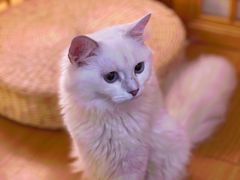 -猫にゃん · 猫的隐藏屋猫咖(麦地旗舰店)