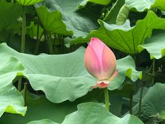 -陈家山荷花公园