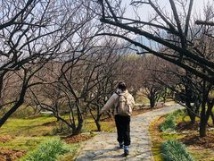 -香雪海