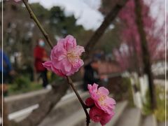 -望江楼公园