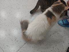 -喵园·猫主题咖啡厅·撸猫·猫咖(国贸店)