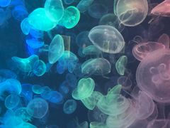 -烟台海昌鲸鲨海洋公园